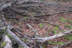 Dólmen Bixurdiñeta 1 Este  (Noviembre 2019)