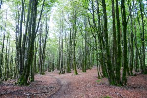 Basoan barrena, Guratz