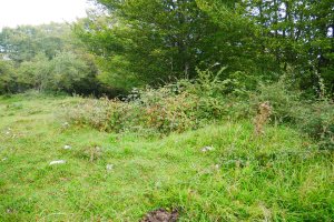 Sasia hartzen ari da (2019ko iraila)