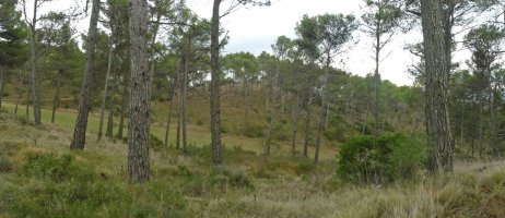 Raicilla gaineko inguruko pinudiak