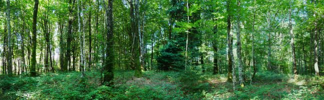 Euntzategiko gaina tontorra