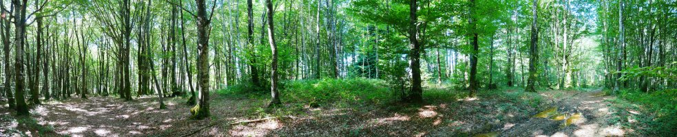 Euntzategiko gaina tontorra