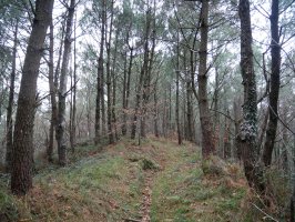 Ekialdeko bizkarreko bidea