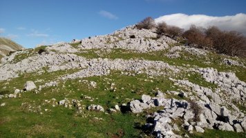 Arripilla trikuharria