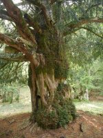 Otsaportilloko hagina