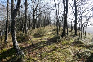 Gailurra, Mendiurkillo