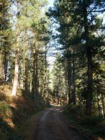 Olarreta lepotik Antzubaltz lepora bidean