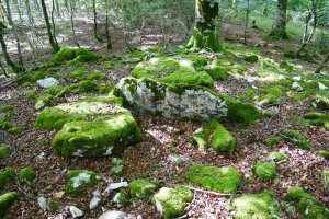 Lardamingo trikuharria