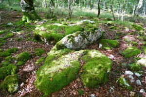 Lardamingo trikuharria