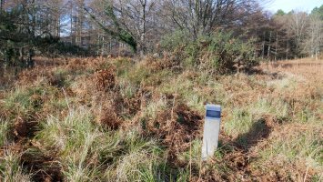 Sasia gailentzen ari zaio (2019ko abendua)