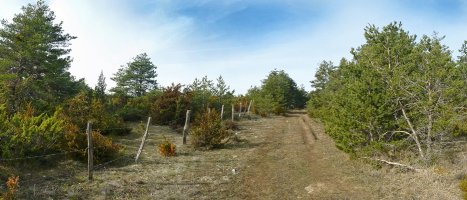 Abelbidea, Mataperri gainean