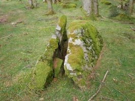 Belabieta Txiki Trikuharria