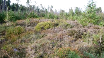 Loa I tumulua, 2020ko urtarrila