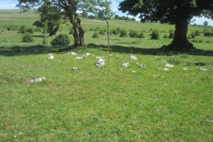 Túmulo Legaire 3 (Junio 2019)