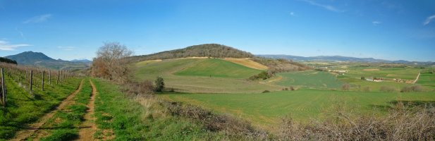 Muskildia Zorrerako mahastietatik