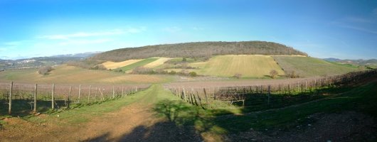 Muskildia Zorrerako mahastietatik