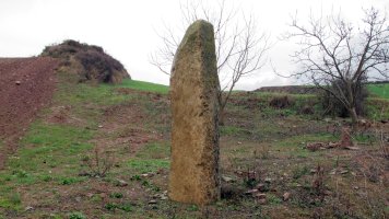 Euntzeta zutarria, Zirauki