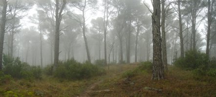 Pinudi ederrak Legardeta eta Santa Barbara artean