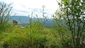 Arbotontxikiko gailurra