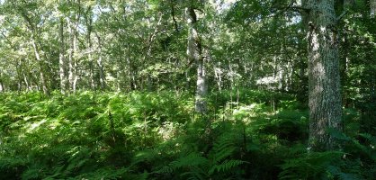 Loiaundiko gailurra, udan, iratzeek hartuta