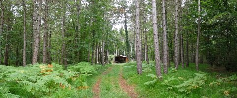 Etxola basoaren bihotzean