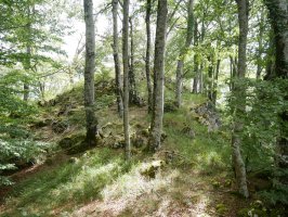 Arrizorrotz tontorra