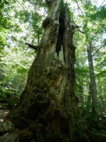 Garaioako haritza 2020ko udan