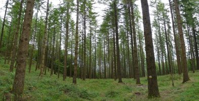 Laritz basoa Urdalurko bidean