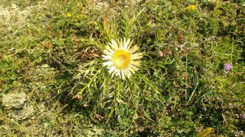 Eguzki lorea, Mainsxiloko igoeran