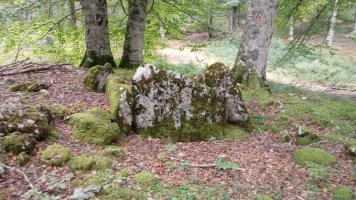 Zubarrieta trikuharria