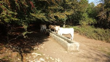 Txargain (972m) behiak lepoko askan