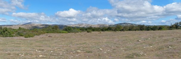 Urdanegiko gallur zabala