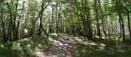 Beuntza Gaineko galurra