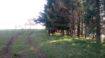 Krabelinaitz (686m) azken metroak