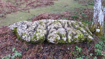 Uraska III zutarria, Entzia