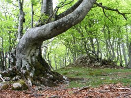 Inguruko beste muino harritsu bat