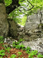 Guardetxeko bidea haitzarte batetik pasatzean