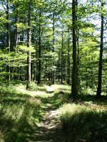 Ekialdeko bizkarreko bidea