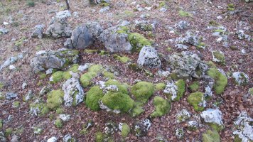 Berjalaran 3 erdi trikuharria, Donemiliaga