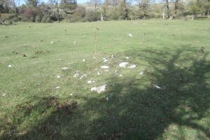 Túmulo III Campo T. Legaire Norte (Octubre 2020)