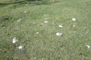  Túmulo I Campo T. Legaire Norte (Octubre 2020)