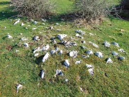 Legaire Bidea Tumulua