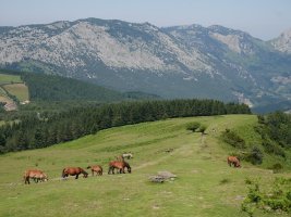 Ipar-mendebaldeko hegia