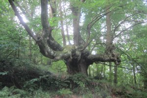 Haya de Altzo (Junio 2021)