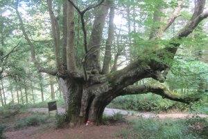 Haya trasmocha de Altzo (Junio 2021)