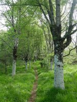 Tomazulo kobara gerturatzen