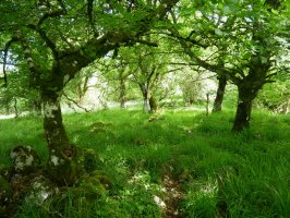 HMko bizkarretik gora tontorrera gerturatzen, Arrizuri