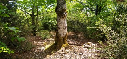 Lisako gailurra, basoan