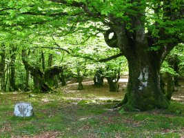 Tontorraren inguruak