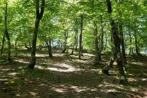 GRaren arrastoa ekialdeko bizkarrean